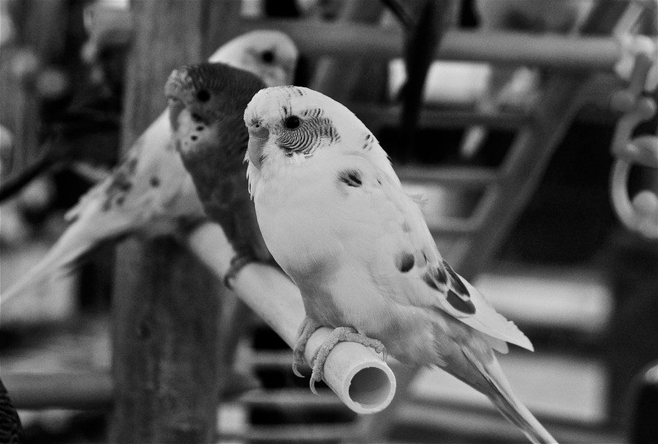 ...feathers of a different bird